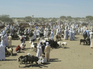 Marché à bétail de Massakory